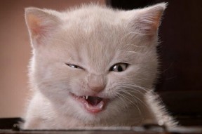 AYX SPORTS-《冠军未来篇》田方然分享多样成功故事！