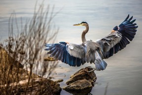 AYX体育官网-灰熊重用年轻球员着眼未来培养计划，灰熊最强球员