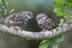 AYX SPORTS-欧洲金靴归属战中各联赛射手表现差异化对比，2021赛季欧洲金靴