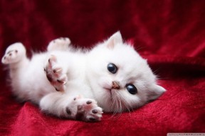 爱游戏体育APP下载-国足新星首次首发收获处子进球，国足新队员