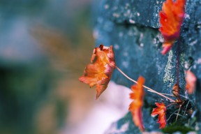 爱游戏综合娱乐-女子200蝶选手划水幅度对比，女子200米蝶泳夺金