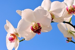 AYX体育官网-马拉松盛事北京马拉松吸引数万人参与，北京马拉松2021官网