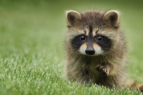 AYX官网-新西兰橄榄球赛事票房收入持续攀升，商业化前景广阔，橄榄球 新西兰