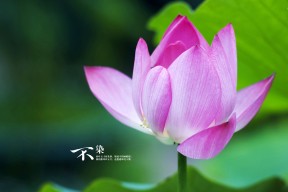 爱游戏app-俱乐部高层过度干预技战术布局