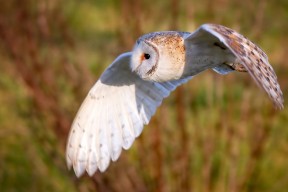 爱游戏体育平台-C罗刷新纪录世界杯，c罗世界杯记录