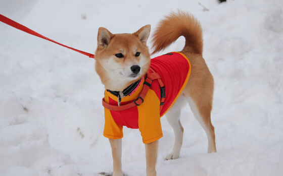 CBA联盟积极响应国家号召推广群众篮球,篮球协会推行cuba