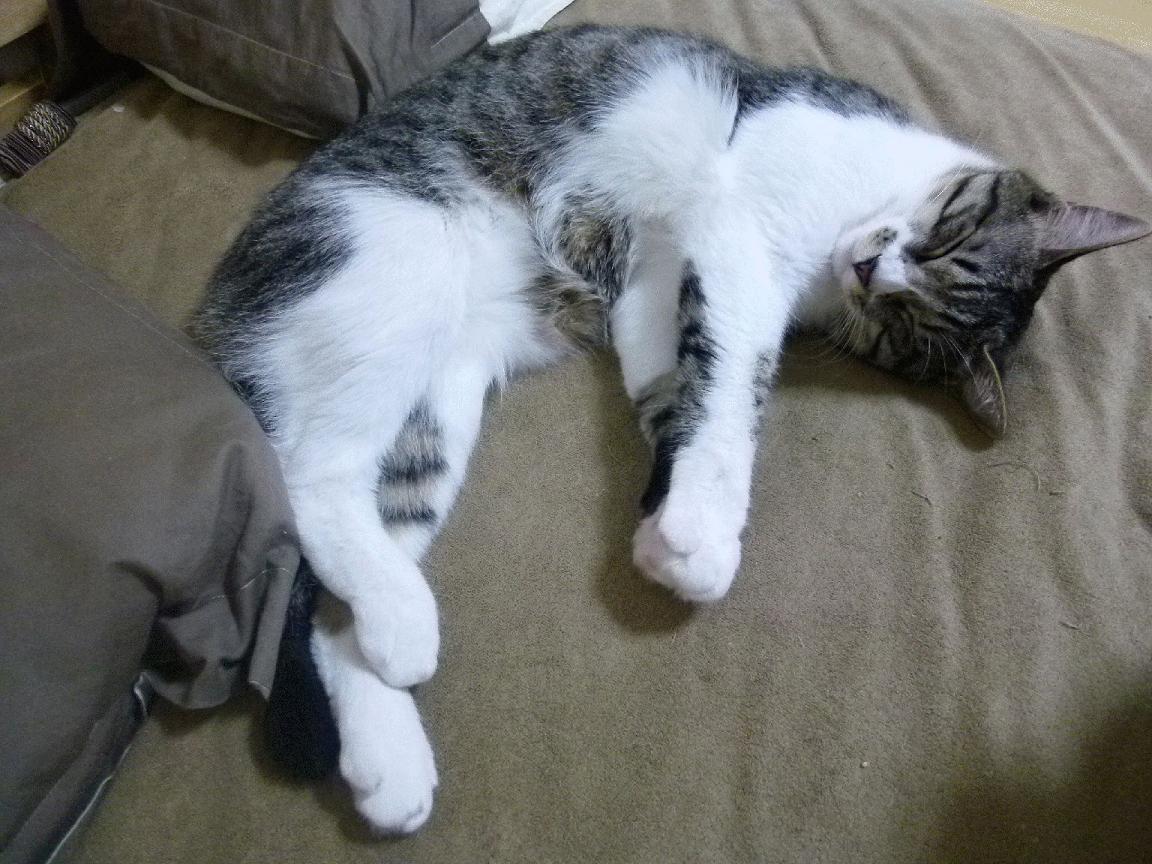 关键技术数据解析选手表现，关键技术分析怎么写