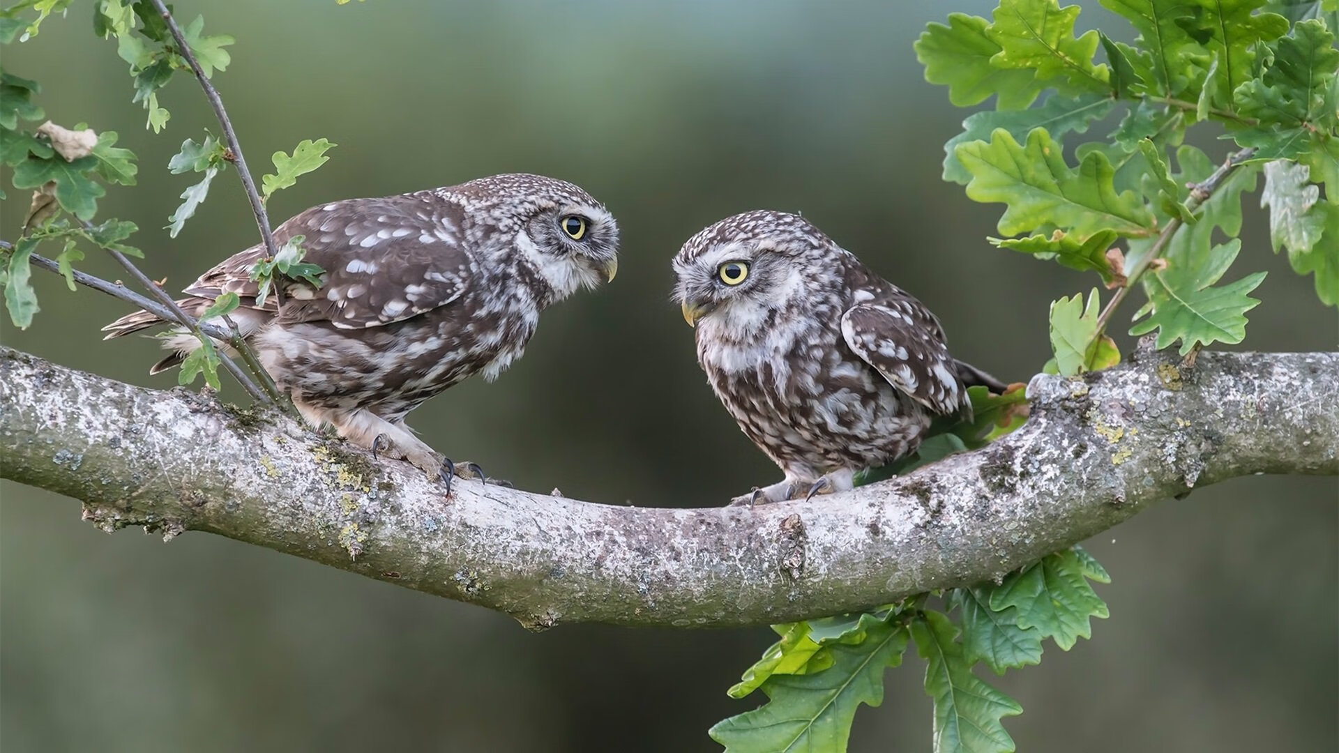 欧洲金靴归属战中各联赛射手表现差异化对比,2021赛季欧洲金靴