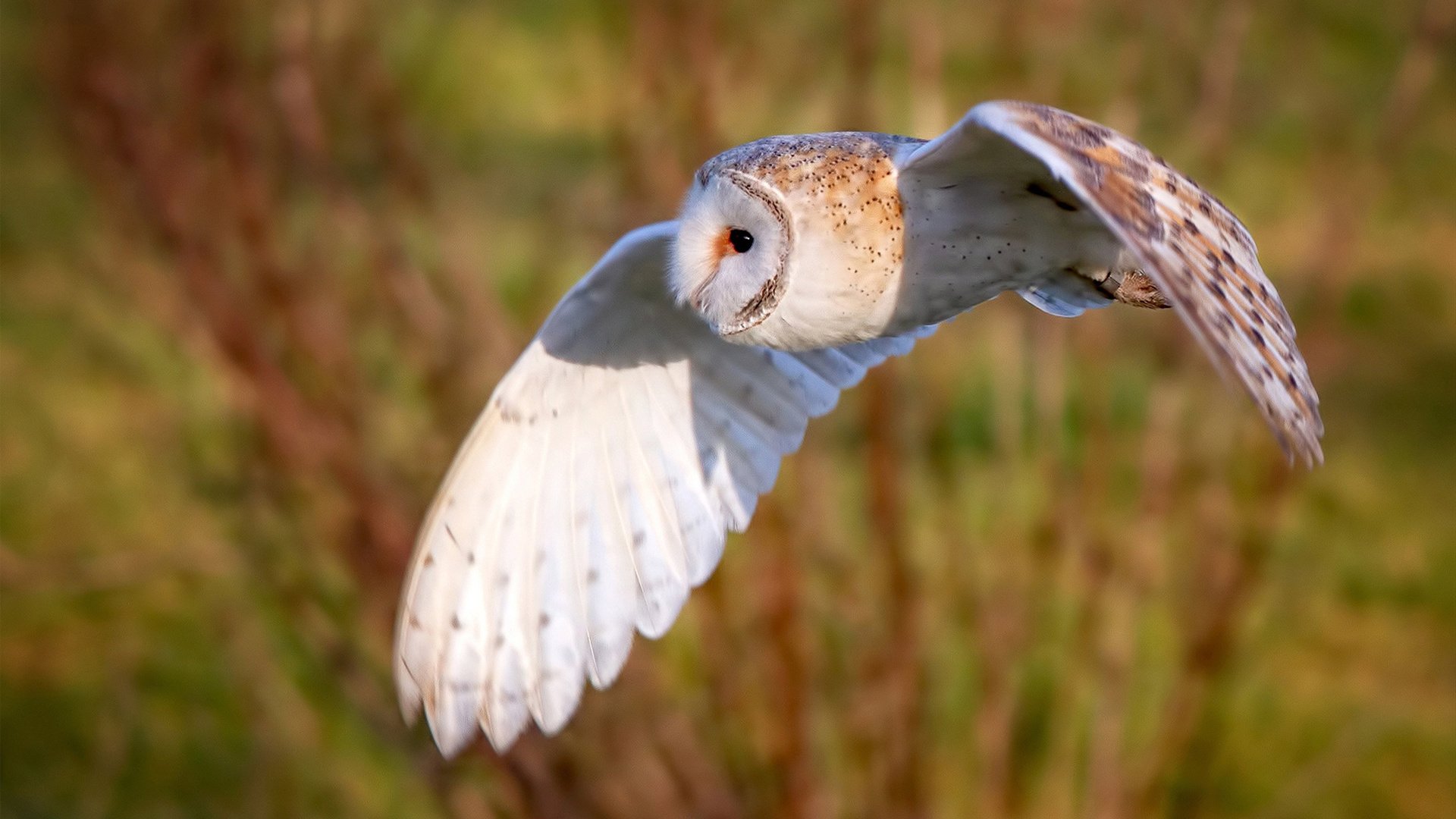 C罗刷新纪录世界杯,c罗世界杯记录