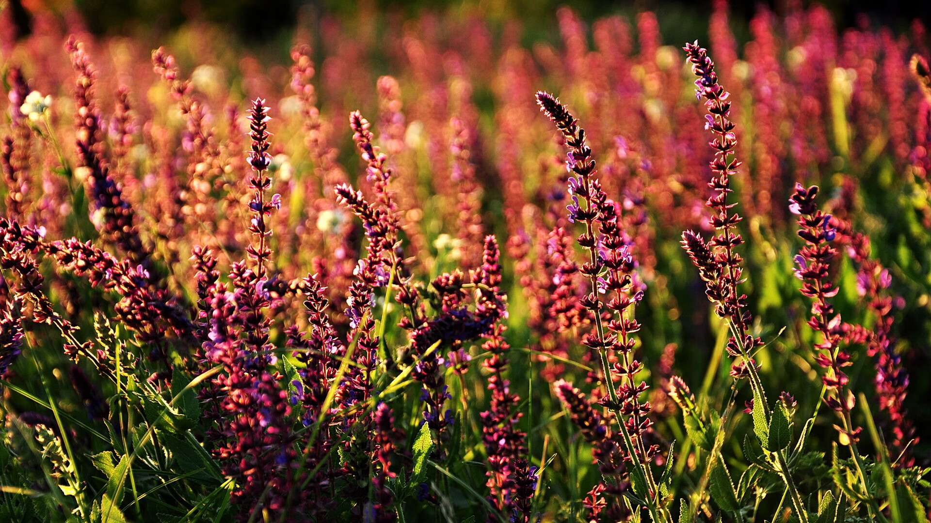 “诺克·达维德·彼得森引领南非羚羊队踏上胜利之路”