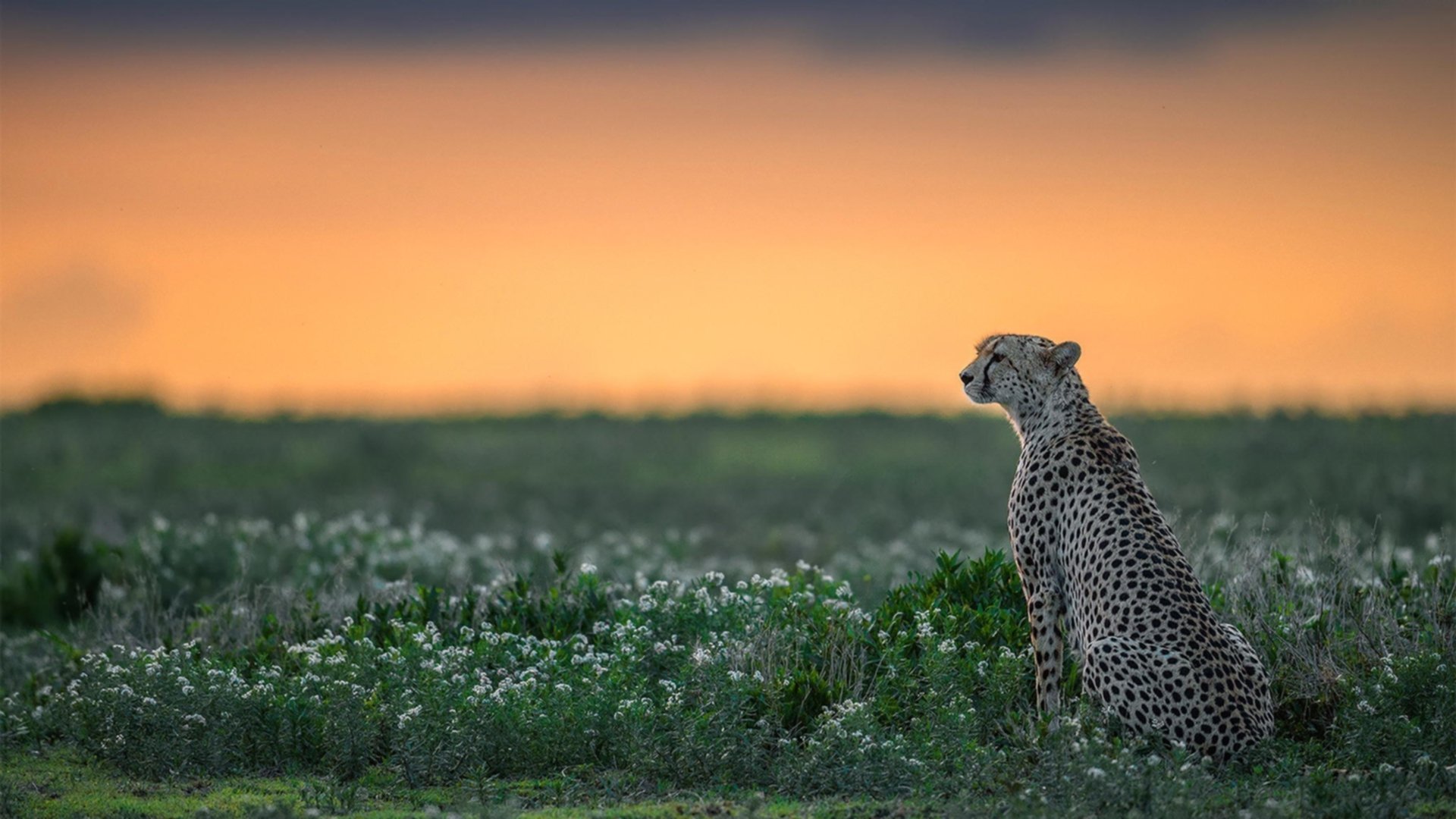 世界杯VAR技术更新解释,世界杯var技术更新解释是什么
