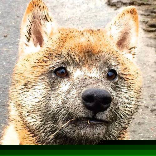 从年轻选手到决赛强者 温斯坦成长显著,斯坦·温斯顿