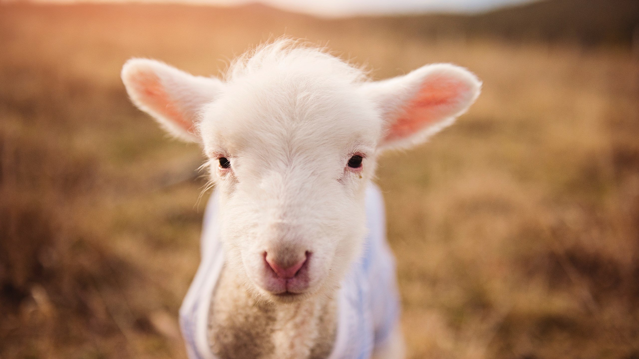 国家队换帅频率与目标一致性曾引球迷困惑,中国队换人