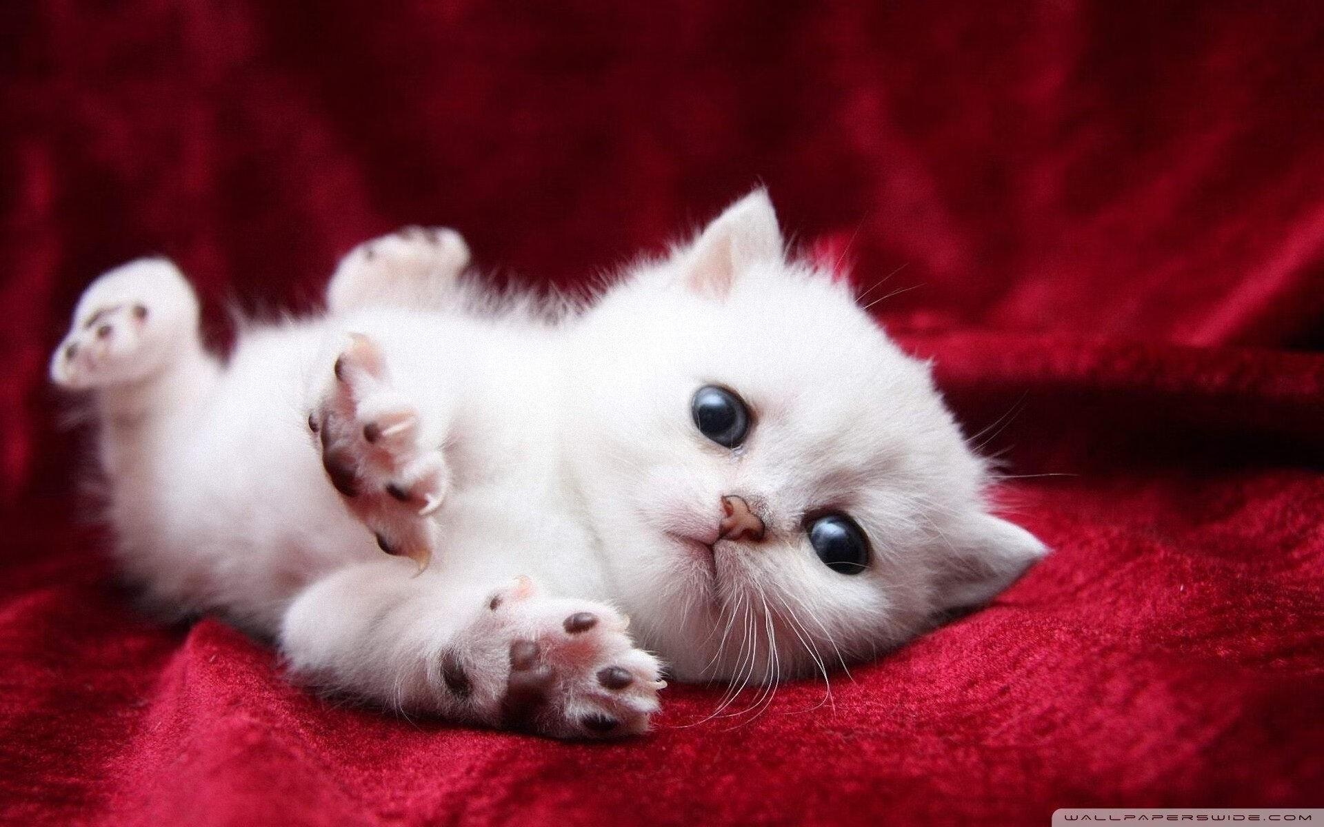 国足新星首次首发收获处子进球,国足新队员