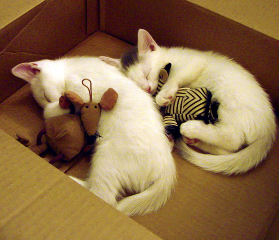 布克强调赛前沟通是太阳稳定发挥基础