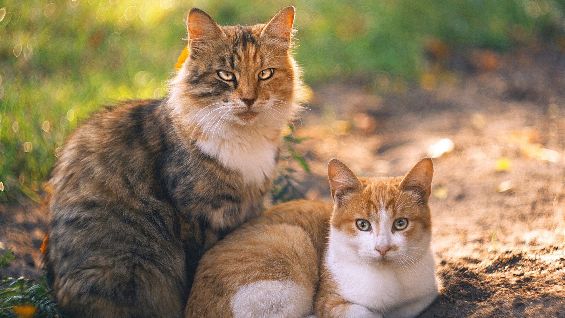 希腊男篮在欧洲锦标赛中再次赢得冠军,将荣耀传承再升华,希腊男蓝