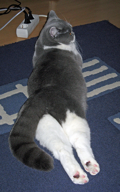 拜仁慕尼黑持续高歌猛进,德甲领跑在望