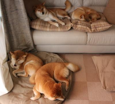 格鲁吉亚女篮在欧洲锦标赛中表现出色,唱响国际舞台豪歌,格鲁吉亚女生