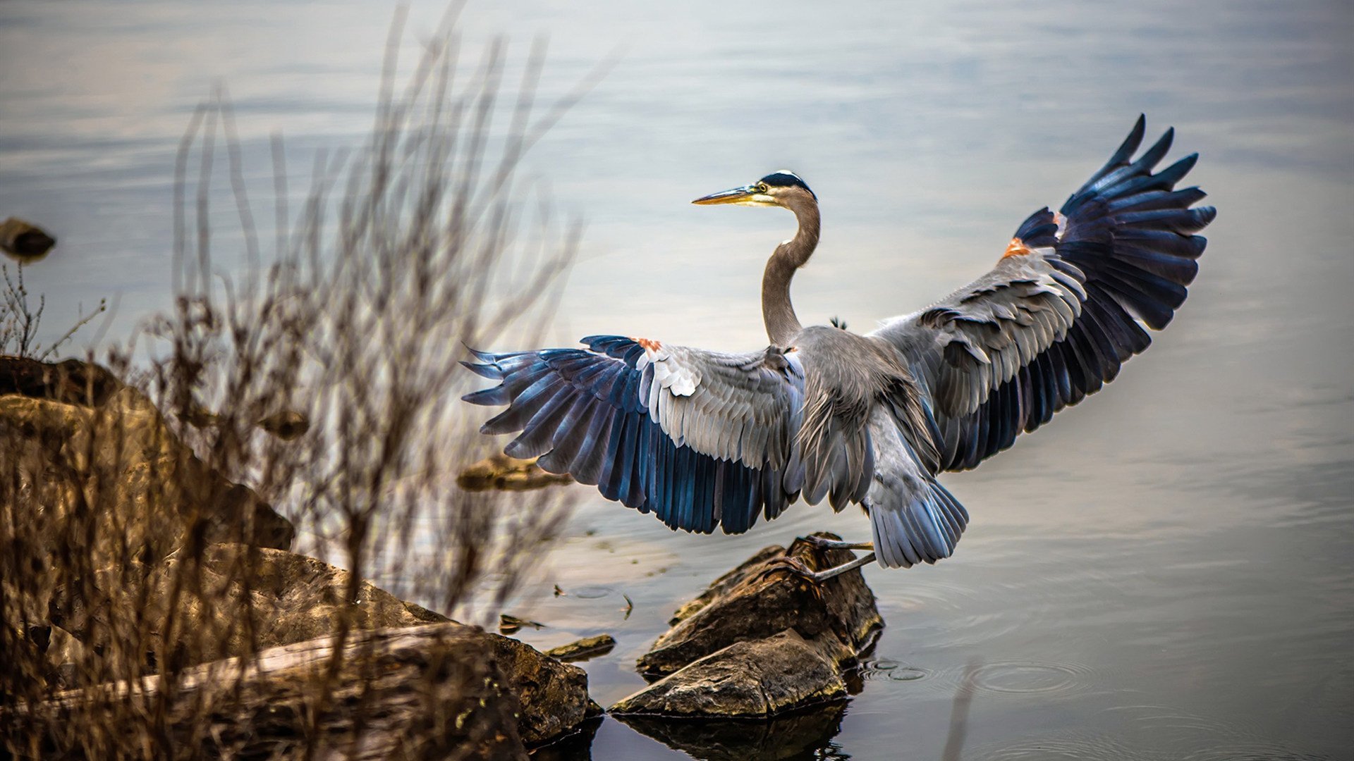 灰熊重用年轻球员着眼未来培养计划,灰熊最强球员