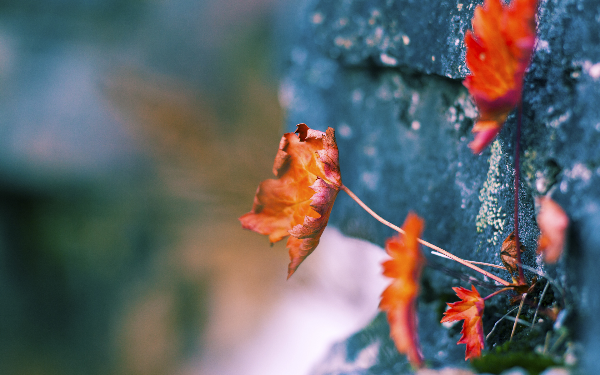 米切尔指出节奏控制对球队影响极大,米切尔的伤势